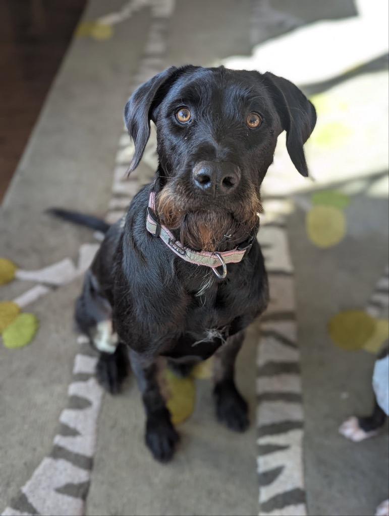 Lucy, Adoptable, Young Female Poodle.