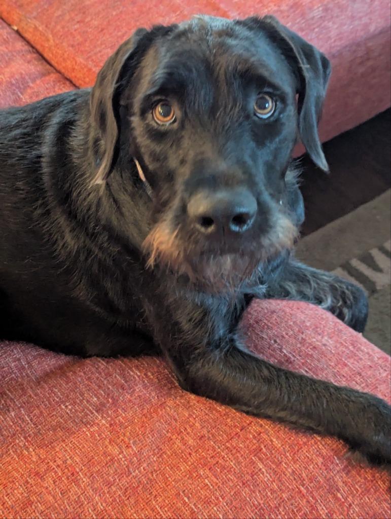 Enlarge Lucy, a Adoptable mixed breed in North Syracuse, NY image 2/2