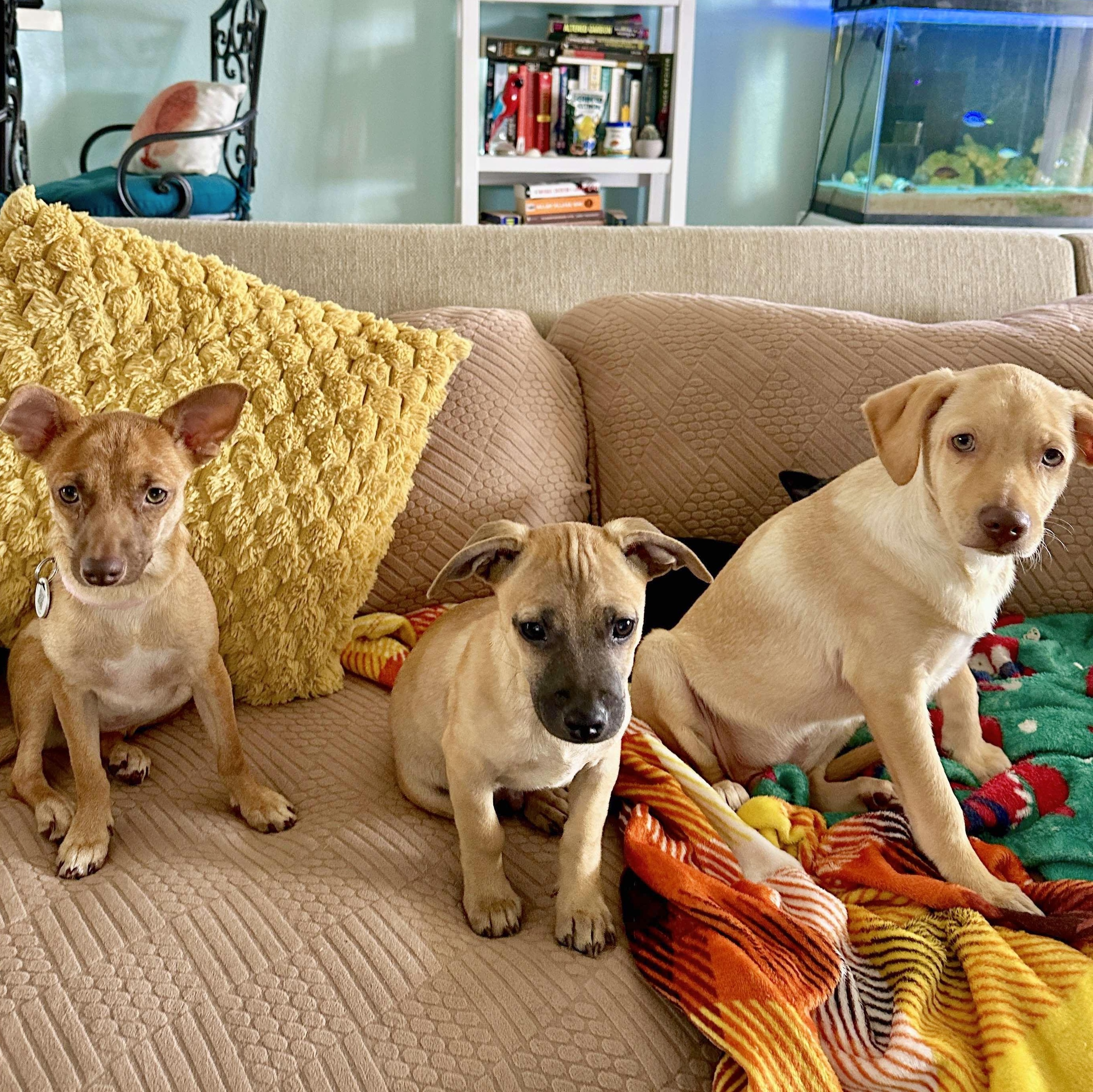 Enlarge Buzz, a Adoptable mixed breed in Linthicum Heights, MD image 6/6