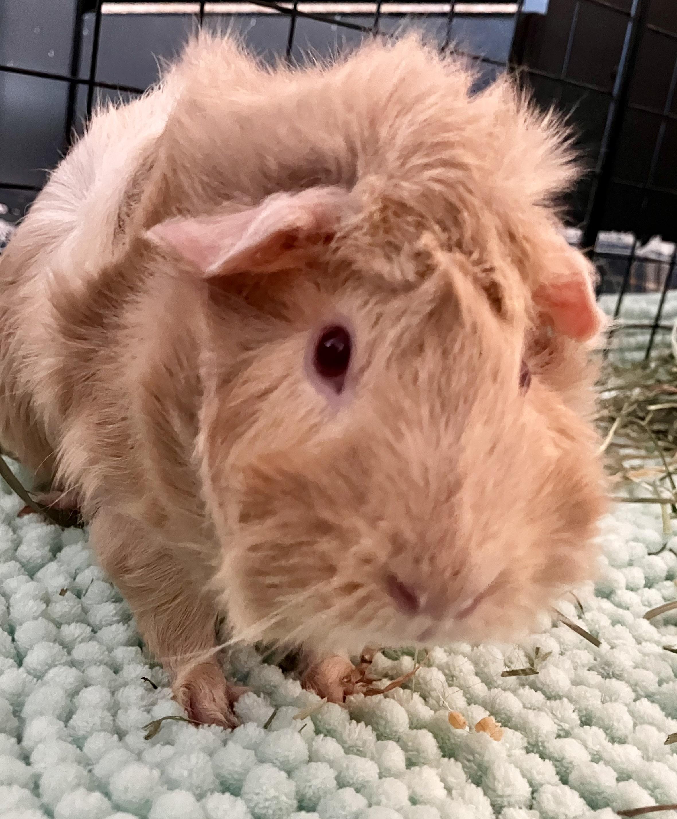 Opal, ADOPTABLE, Adult Female Guinea Pig.