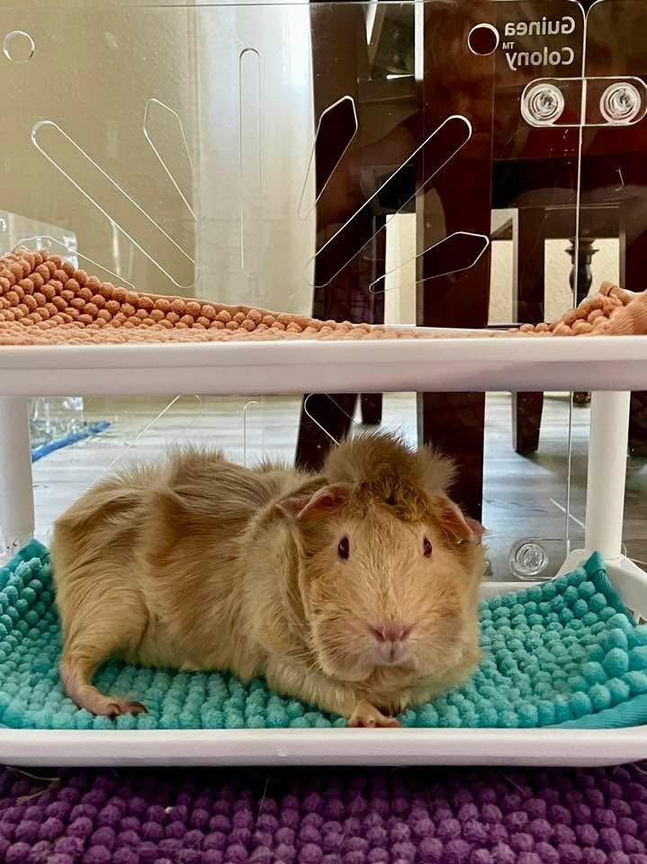 Opal, a ADOPTABLE Guinea Pig in San Jose, CA image 2/3