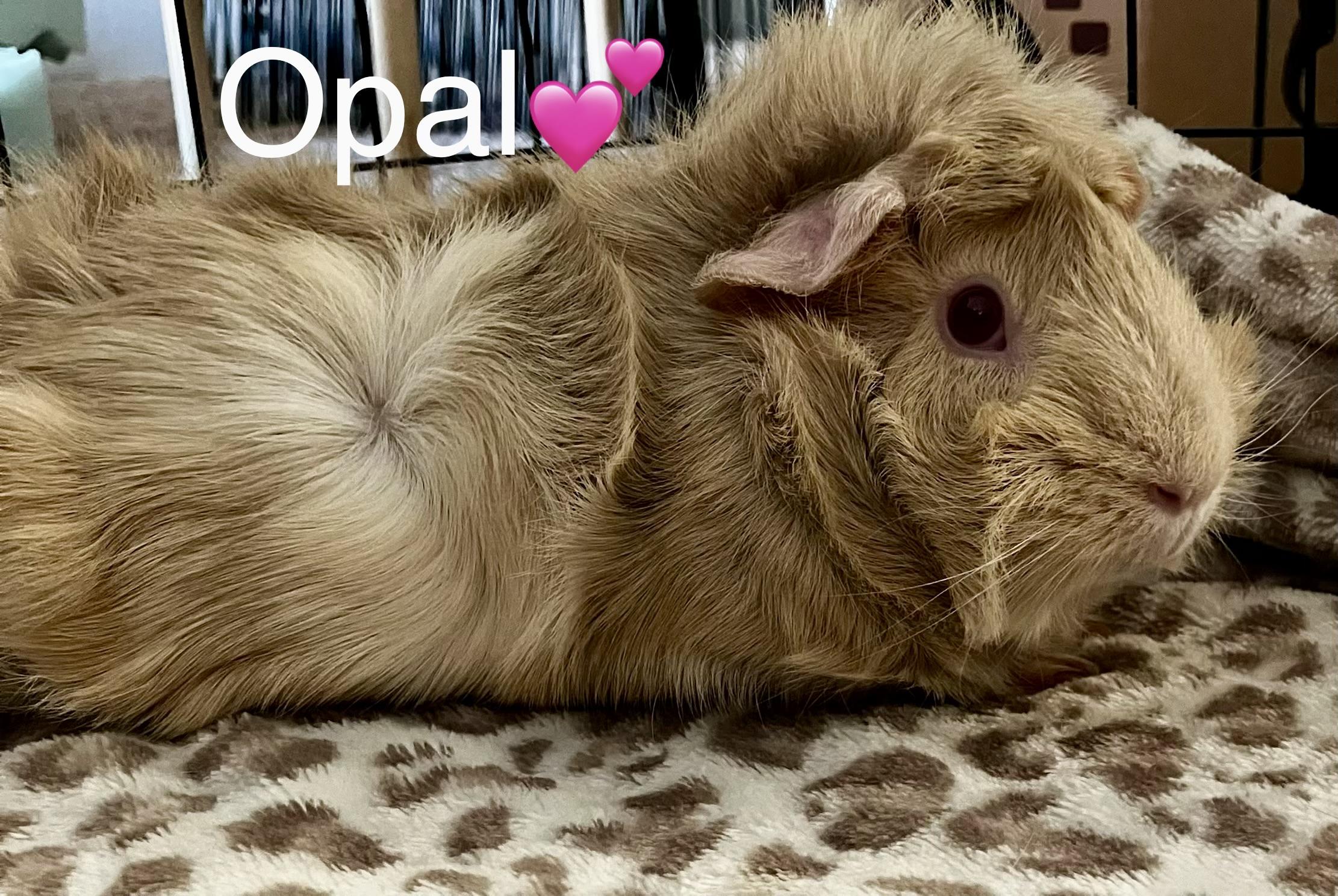 Opal, a ADOPTABLE Guinea Pig in San Jose, CA image 3/3