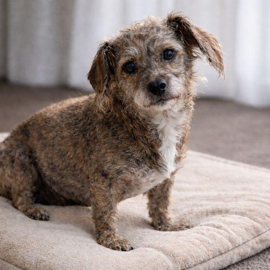 Enlarge Ursula, a Adoptable mixed breed in Hamel, IL image 2/6