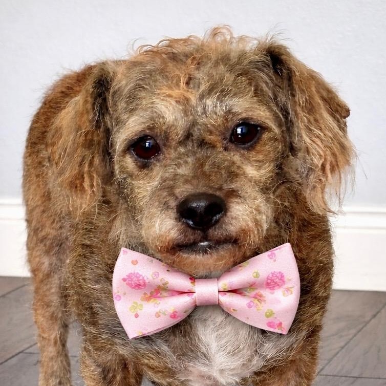 Enlarge Ursula, a Adoptable mixed breed in Hamel, IL image 1/6