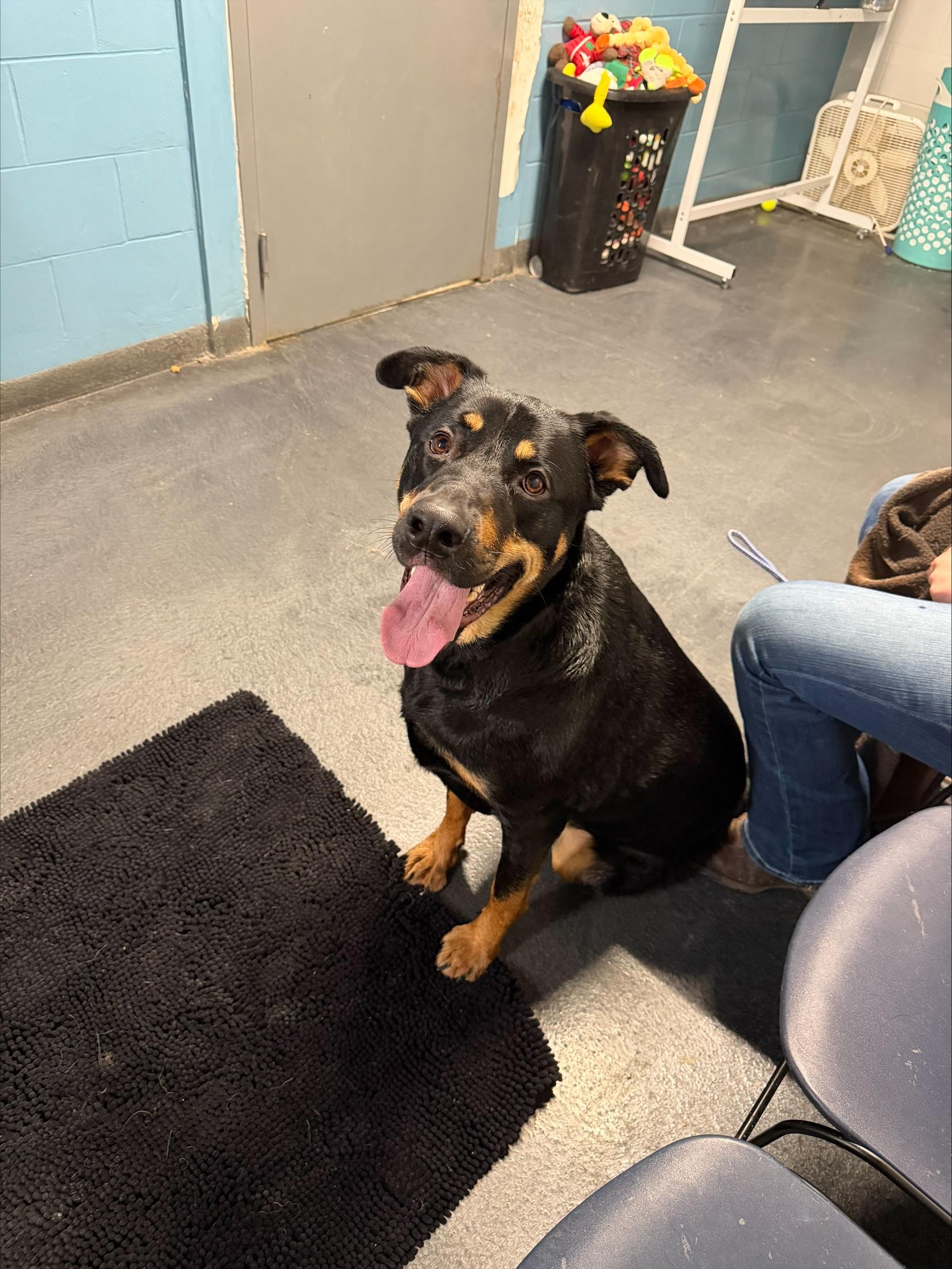 Harley, ADOPTABLE, Adult Male Rottweiler & German Shepherd Dog.