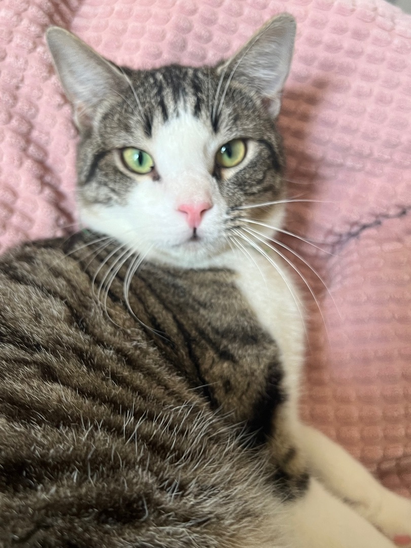 Enlarge Astro, a Adoptable Domestic Short Hair in San Jose, CA image 1/6