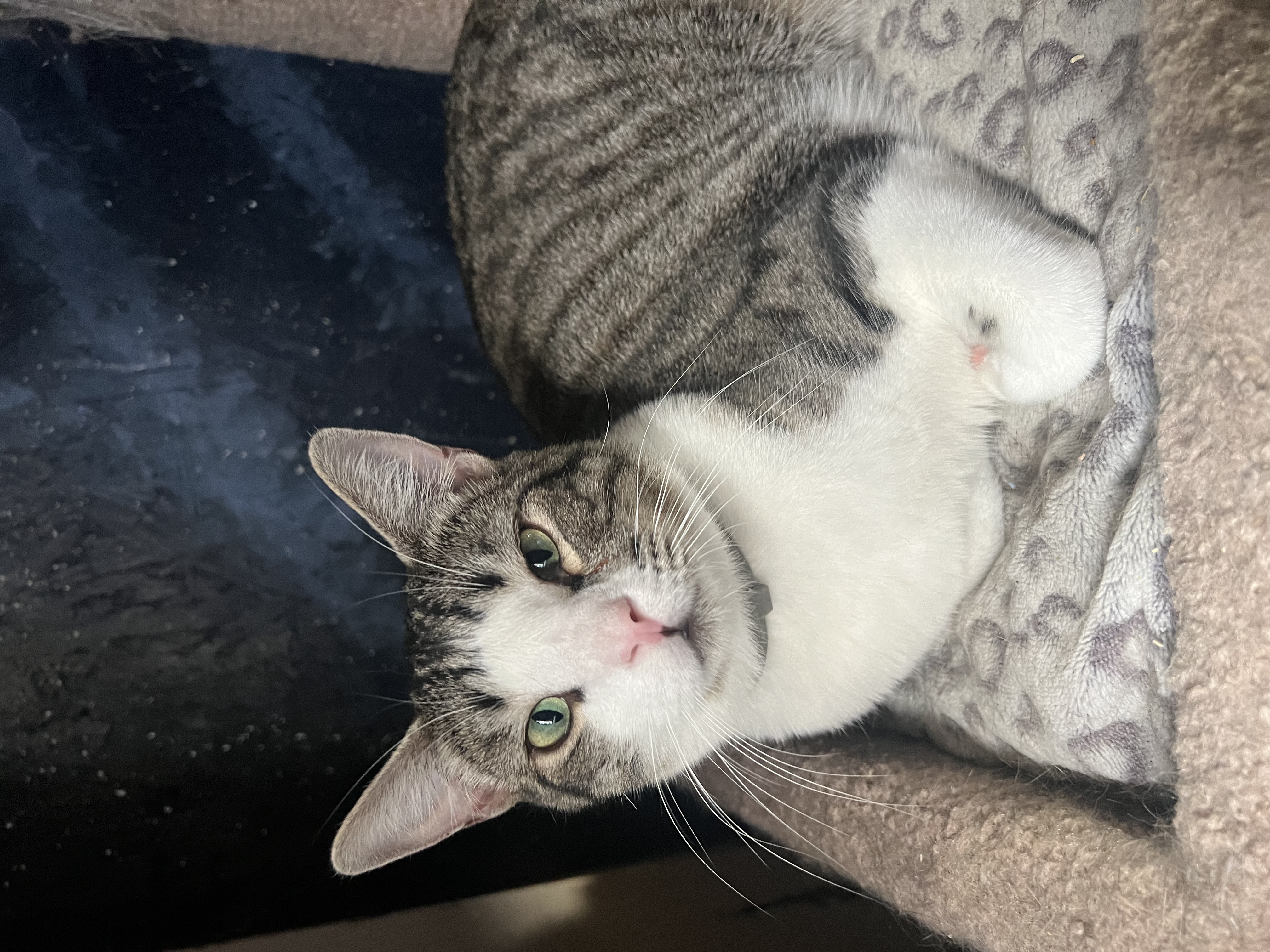 Enlarge Astro, a Adoptable Domestic Short Hair in San Jose, CA image 2/6