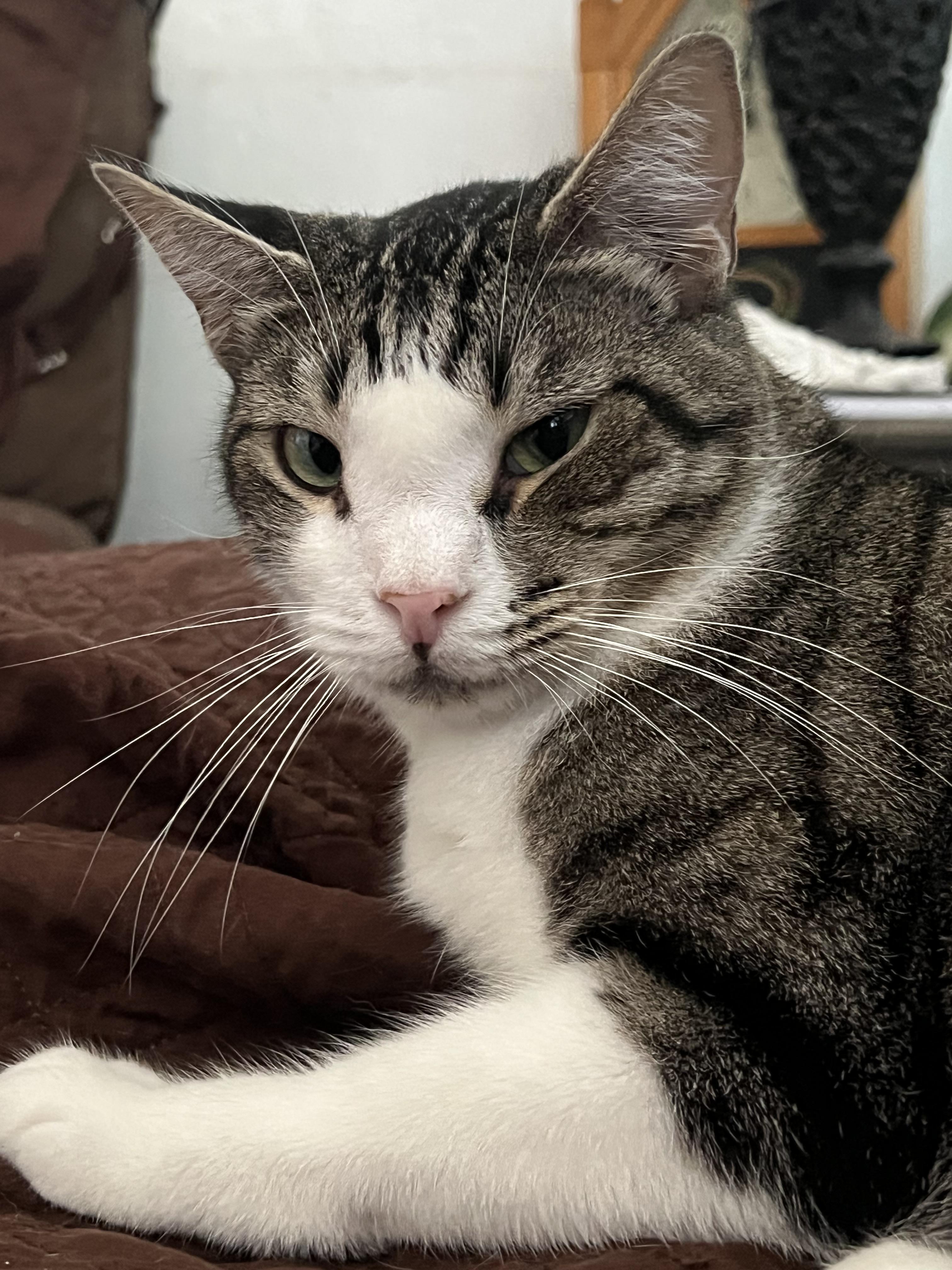 Enlarge Astro, a Adoptable Domestic Short Hair in San Jose, CA image 6/6