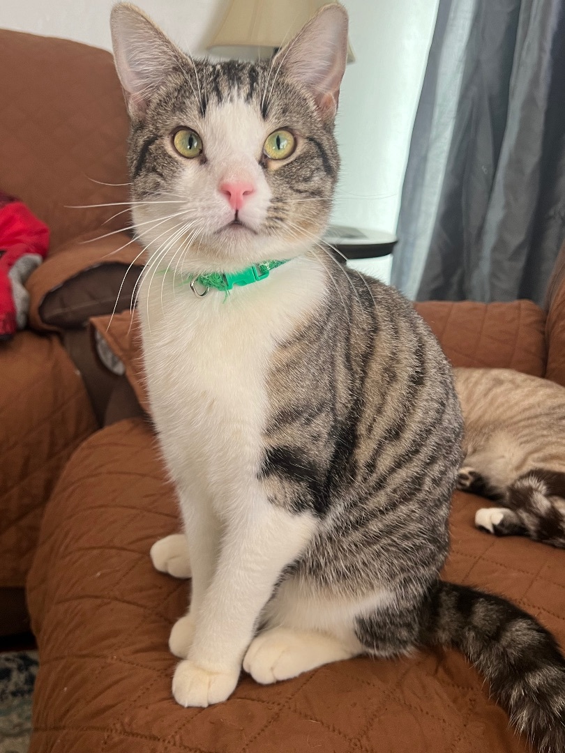 Enlarge Astro, a Adoptable Domestic Short Hair in San Jose, CA image 3/6