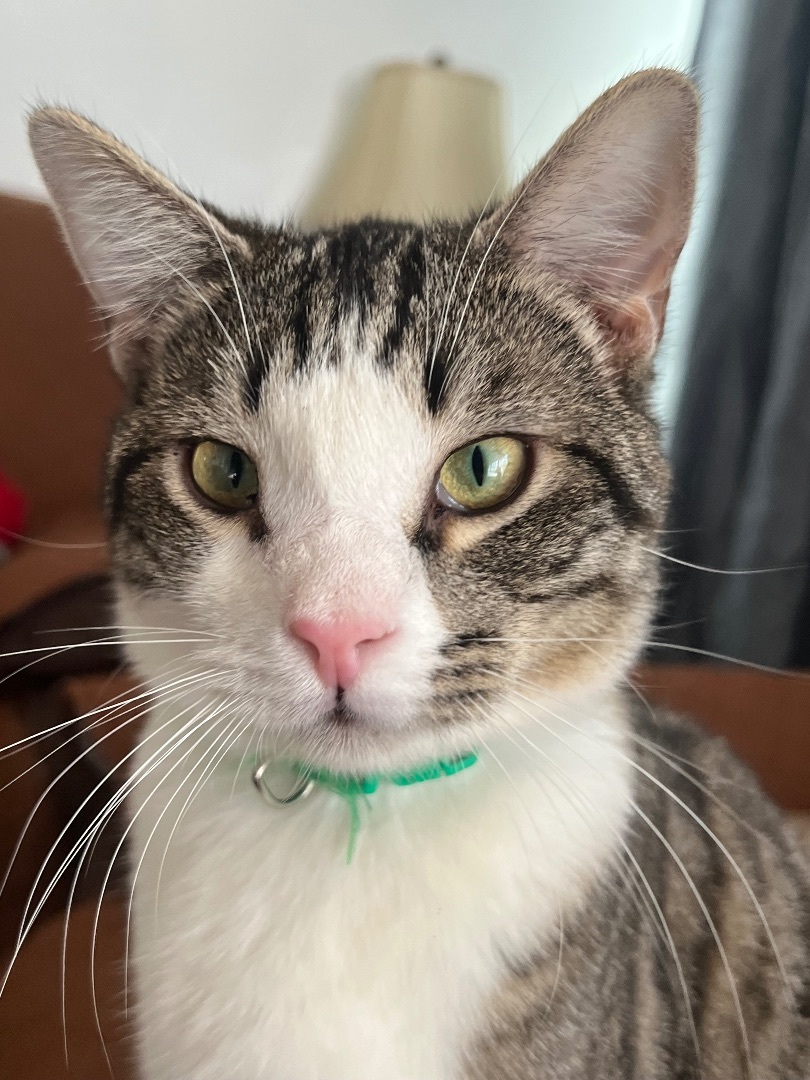 Enlarge Astro, a Adoptable Domestic Short Hair in San Jose, CA image 5/6