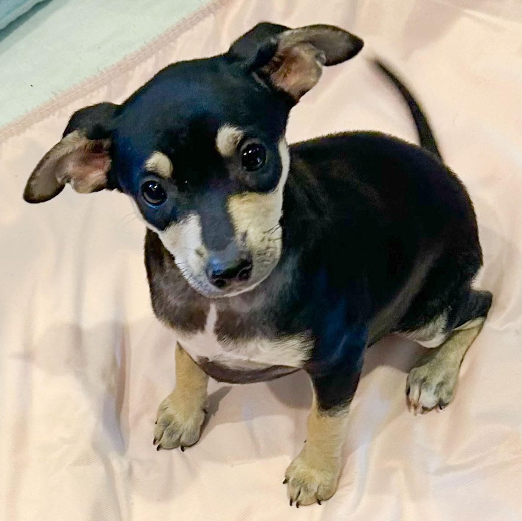 Enlarge Patricia, an adopted mixed breed in Albany, NY image 2/2