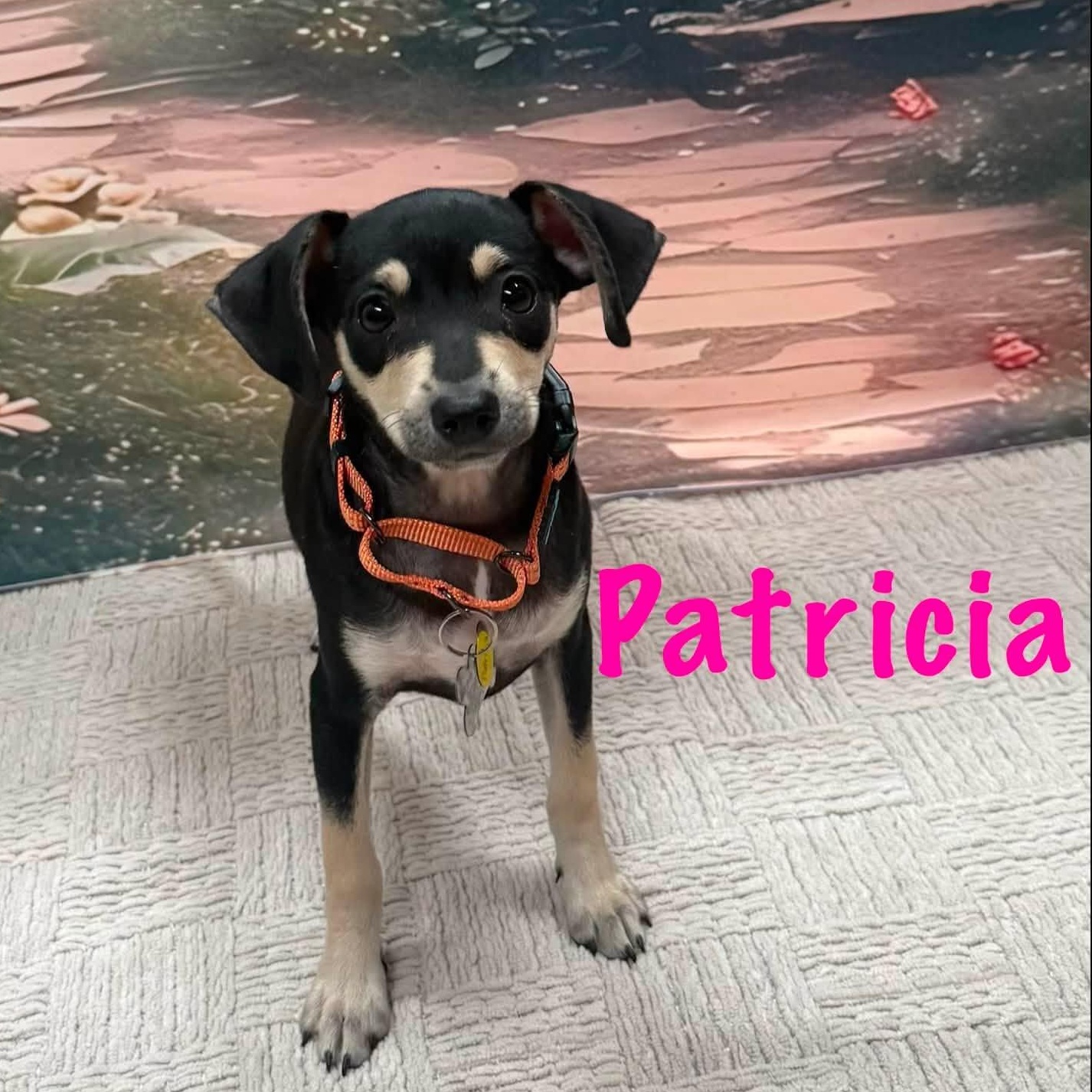 Patricia, adopted, Puppy Female Chihuahua & Miniature Pinscher.