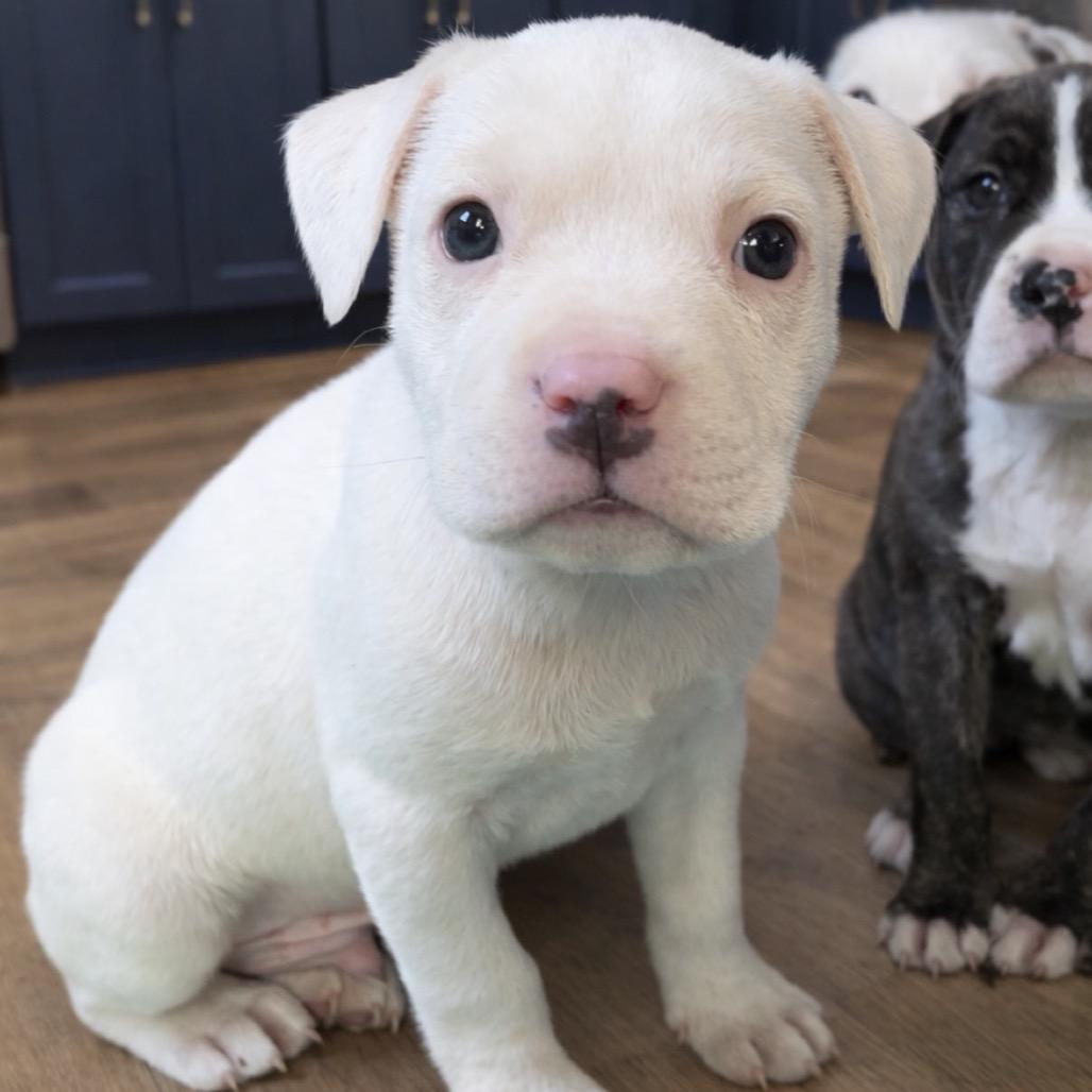 Loki, Adoptable, Puppy Male Pit Bull Terrier.