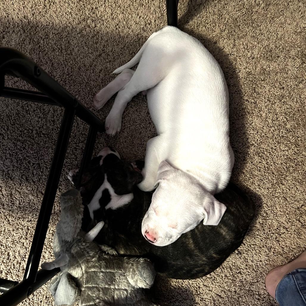 Loki, a Adoptable Pit Bull Terrier in Monroe, MI image 2/3