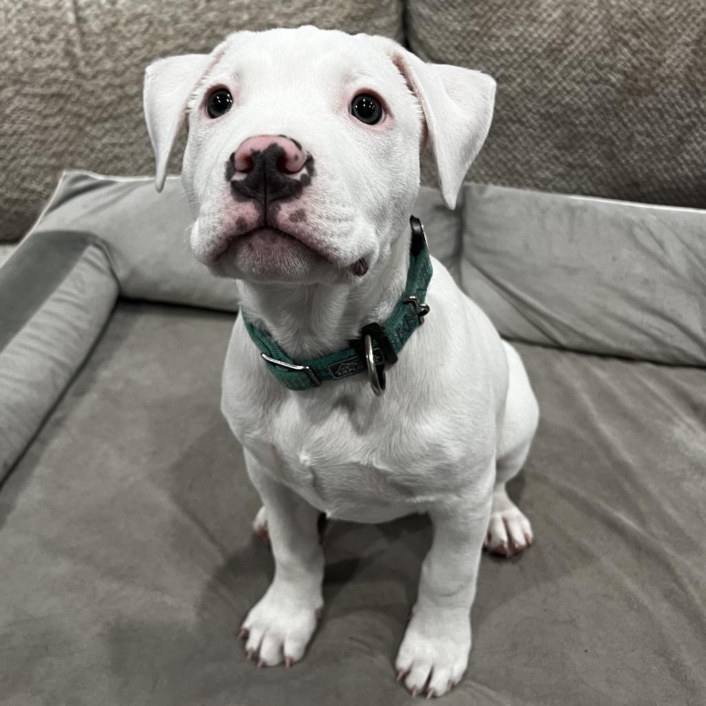 Loki, a Adoptable Pit Bull Terrier in Monroe, MI image 3/3