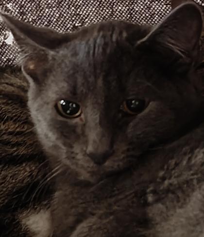 Enlarge Pixar, a Adoptable mixed breed in Cecil, WI image 1/1