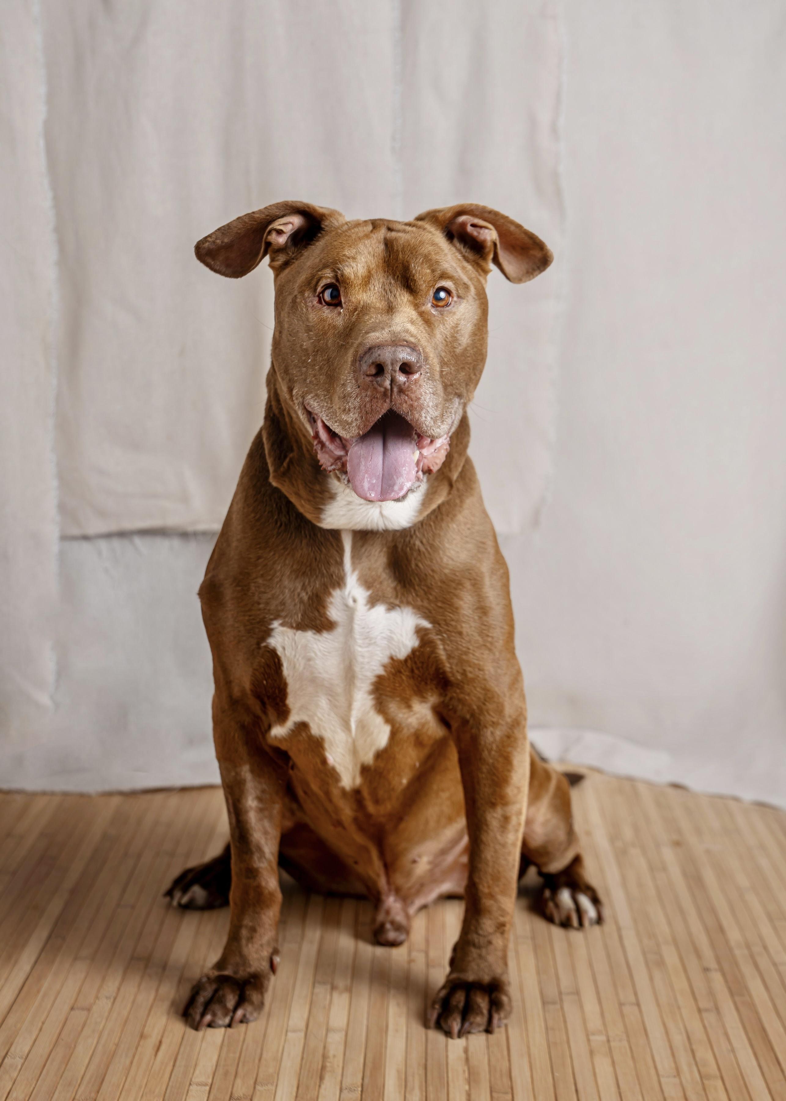 Enlarge Point Break, a Adoptable mixed breed in Woodstock, NY image 2/6