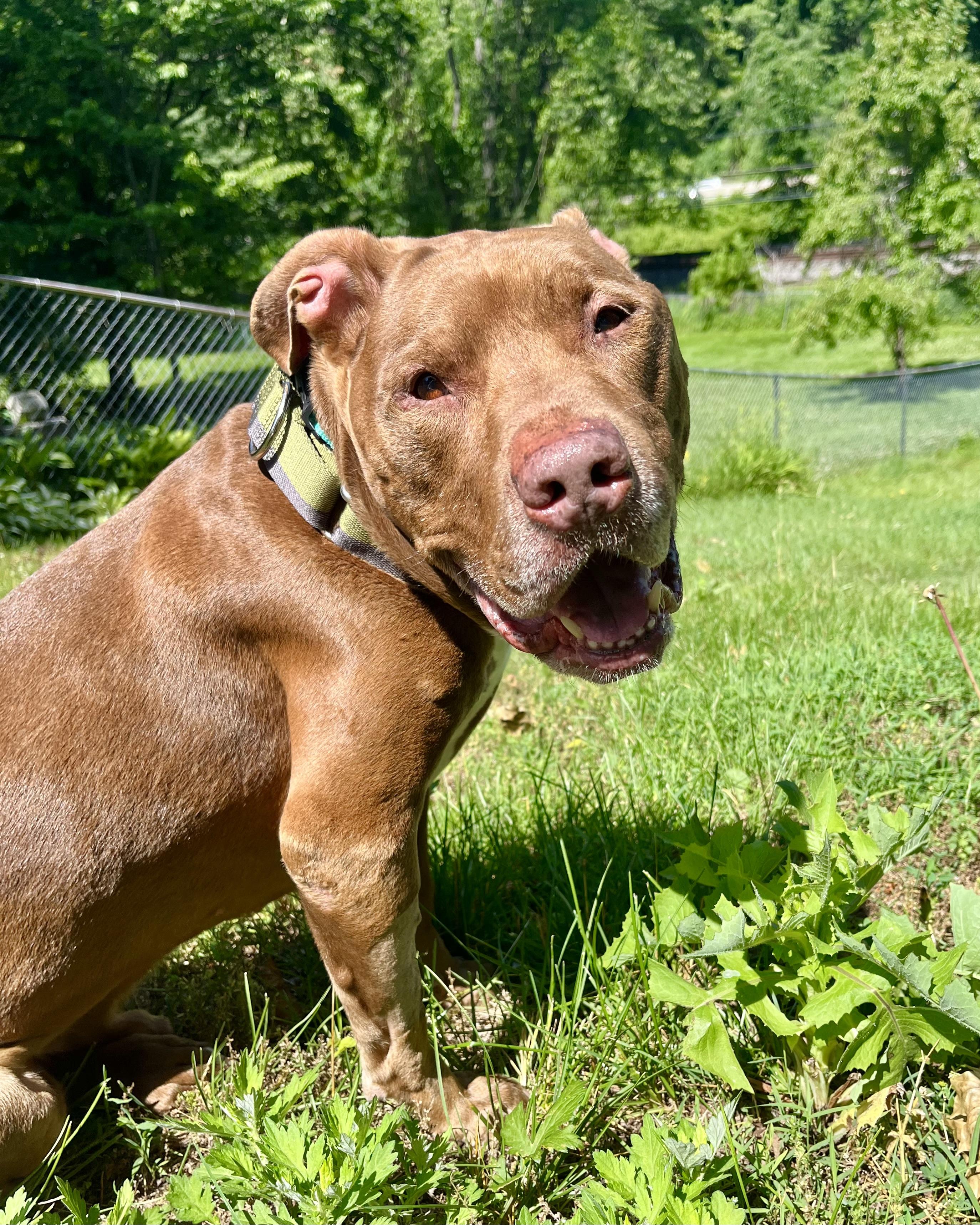Enlarge Point Break, a Adoptable mixed breed in Woodstock, NY image 5/6