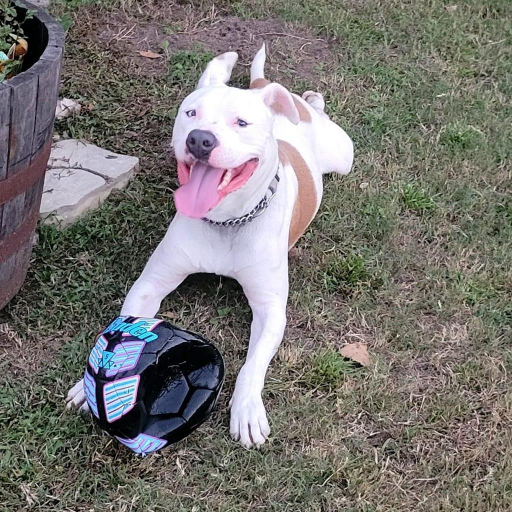 Rice, Adoptable, Adult Male American Staffordshire Terrier & Boxer.