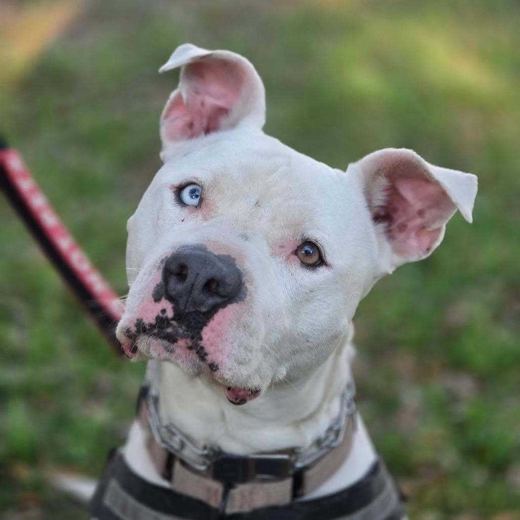 Rice, a Adoptable mixed breed in Savannah, GA image 2/6