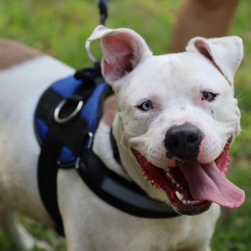 Rice, a Adoptable mixed breed in Savannah, GA image 3/6