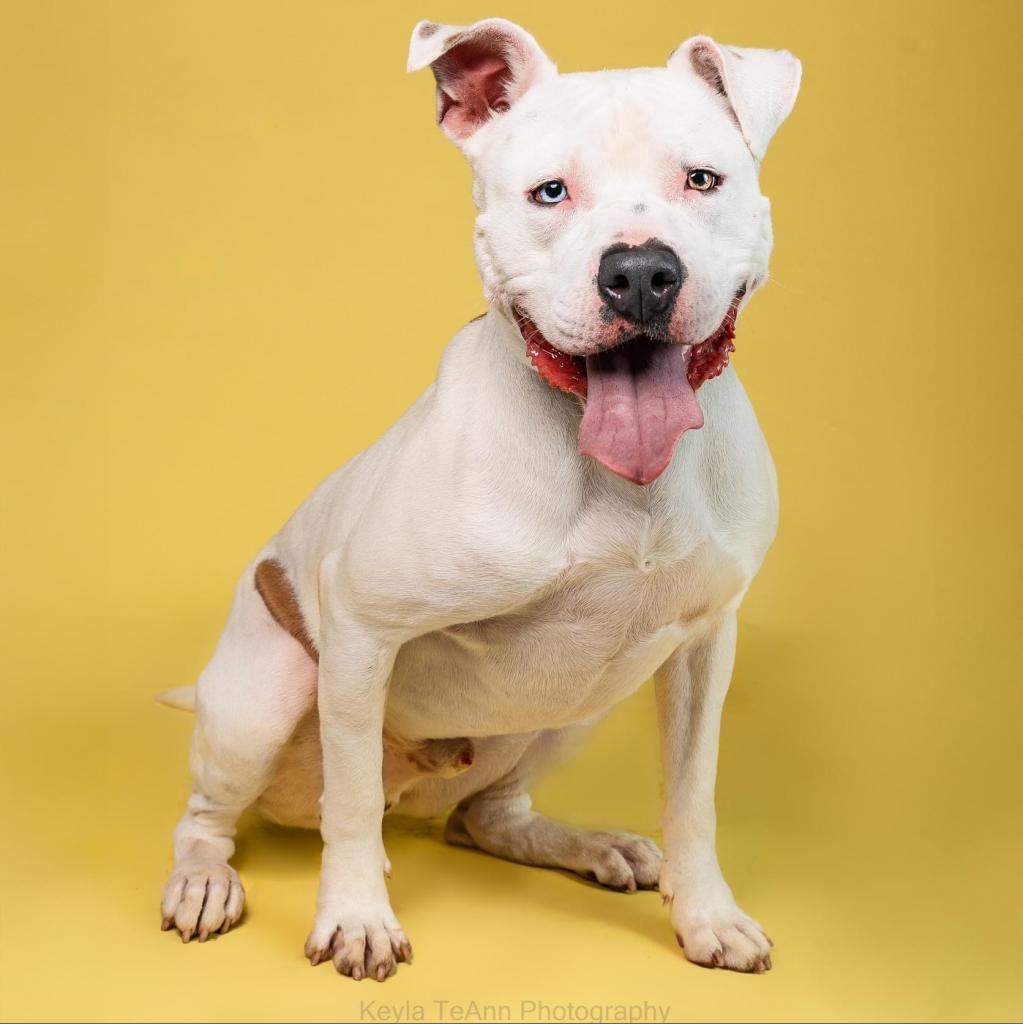 Rice, a Adoptable mixed breed in Savannah, GA image 4/6