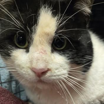 Burke — thumbnail 2