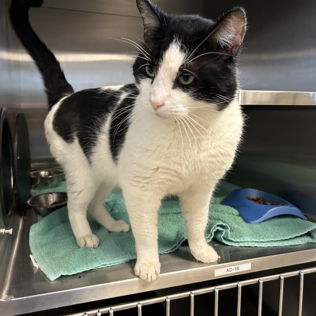 Burke — thumbnail 3