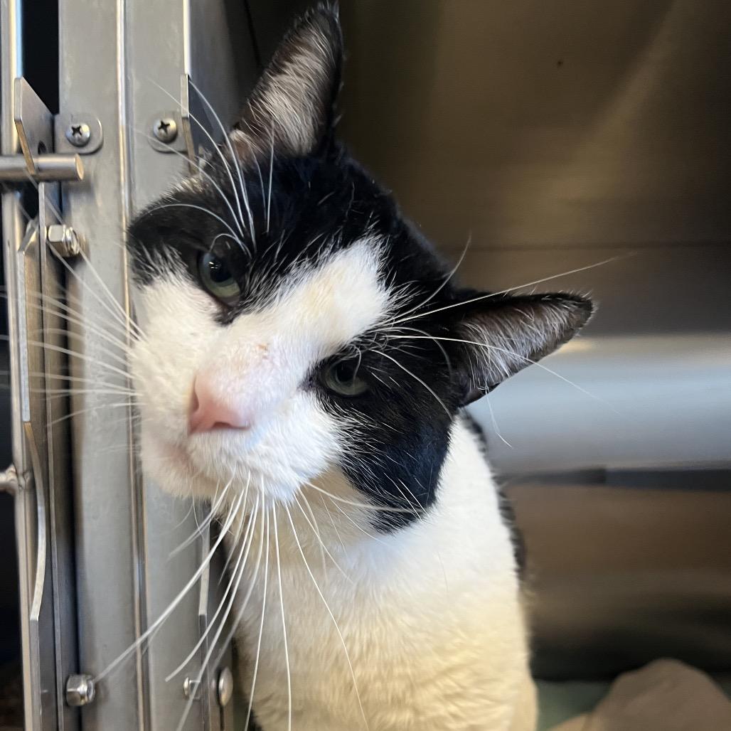 Burke — thumbnail 4