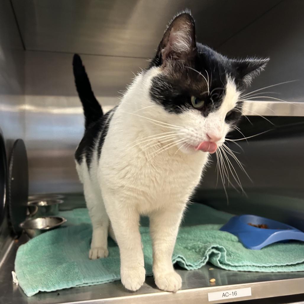 Burke — thumbnail 5