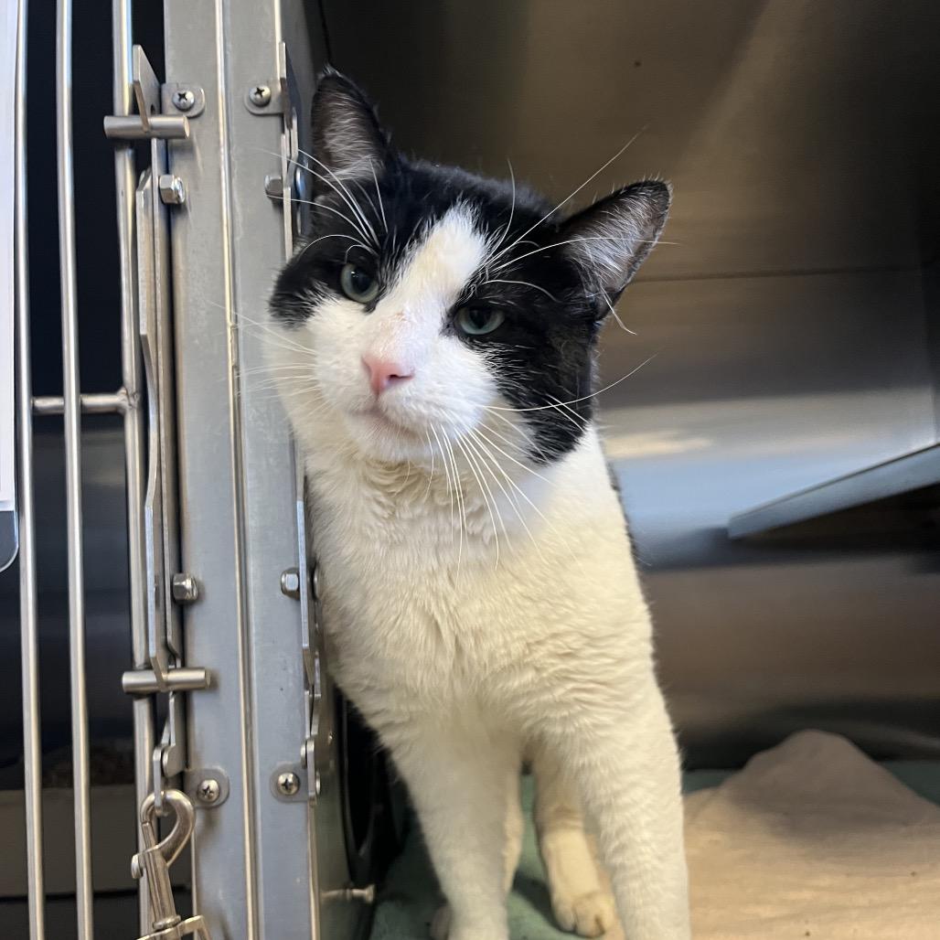 Burke — thumbnail 6