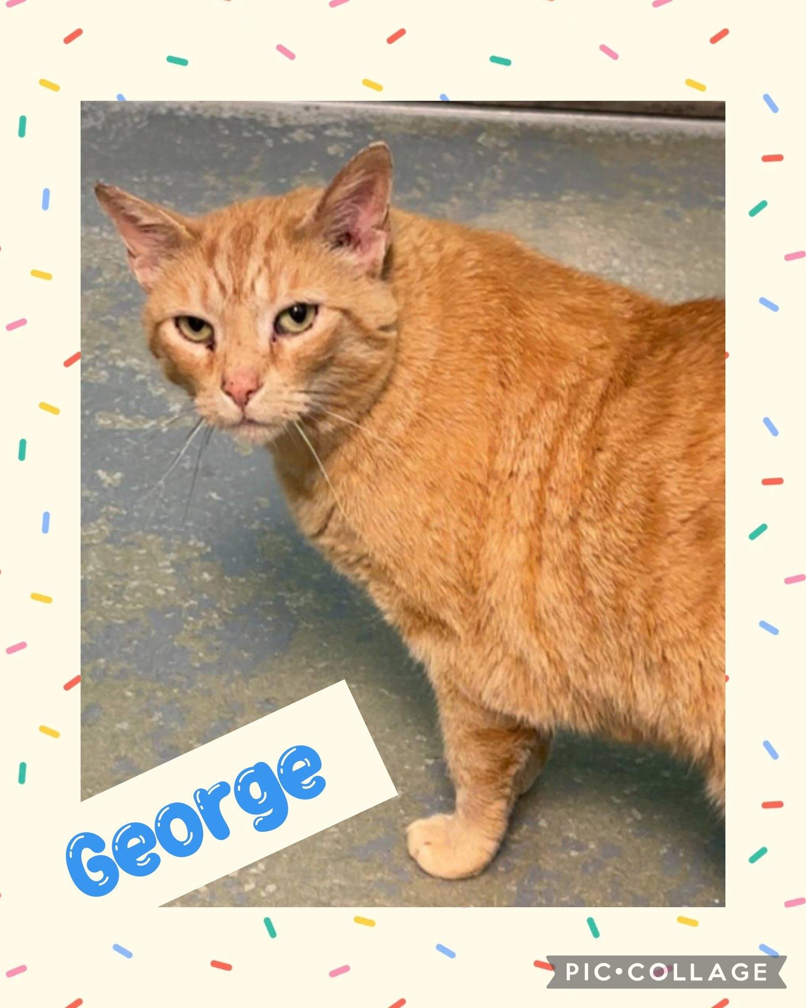 George, Adoptable, Adult Male Domestic Short Hair.