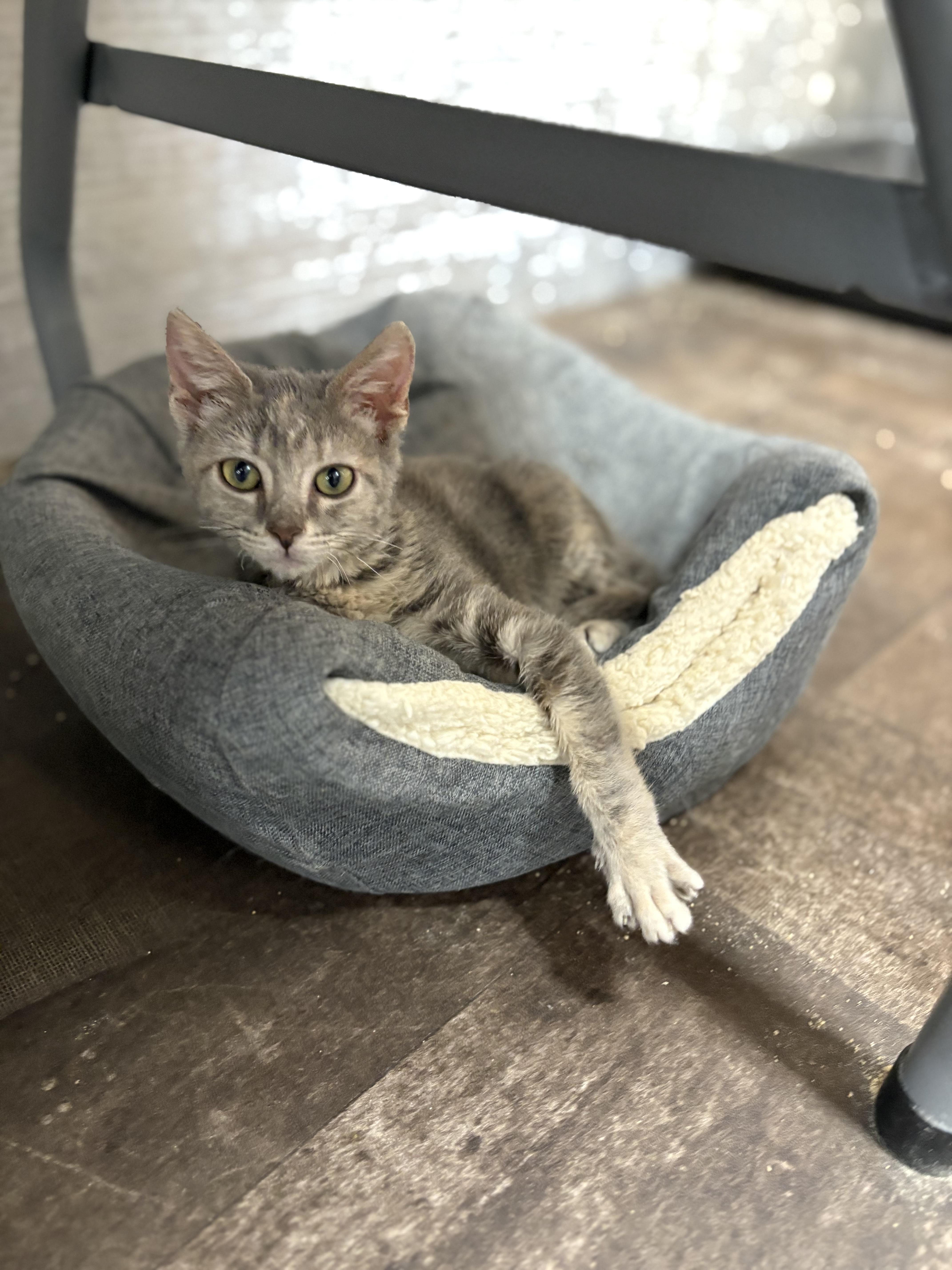 Karma , adopted, Kitten Female Tabby.