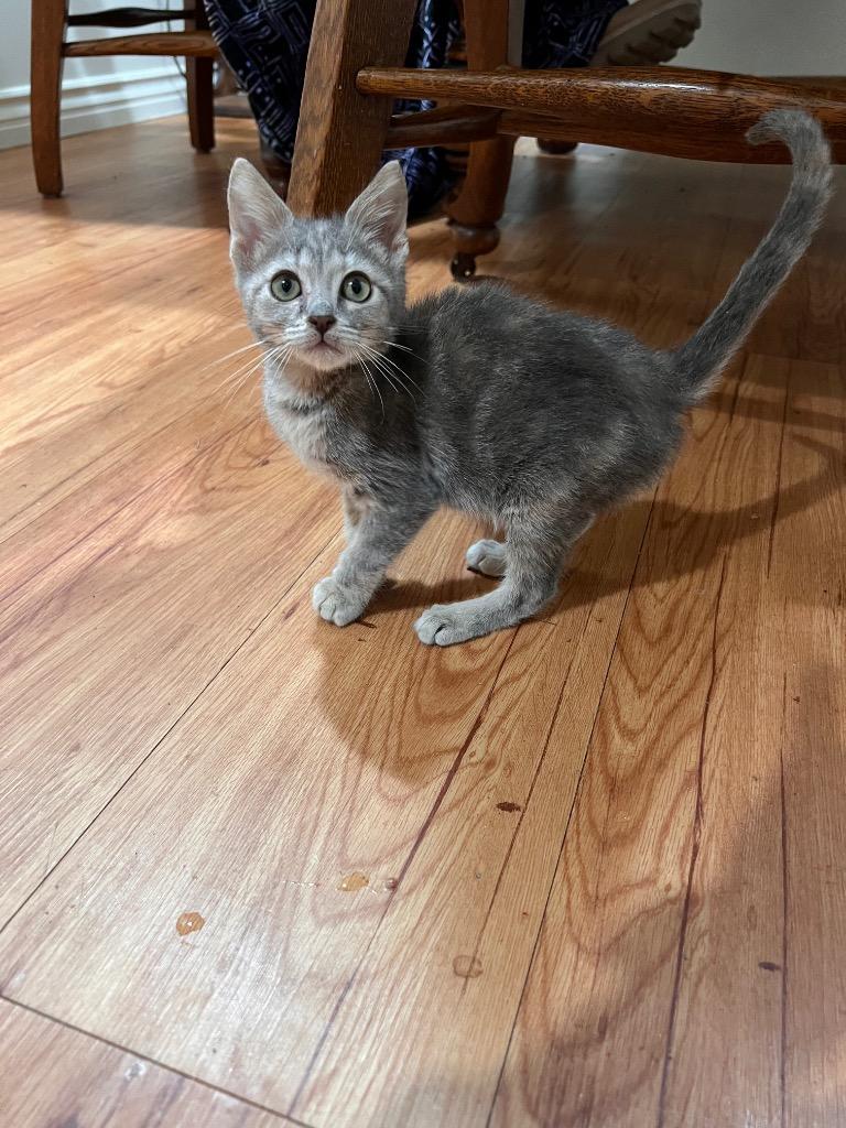 Enlarge Karma , an adopted Tabby in Mira Loma, CA image 2/3