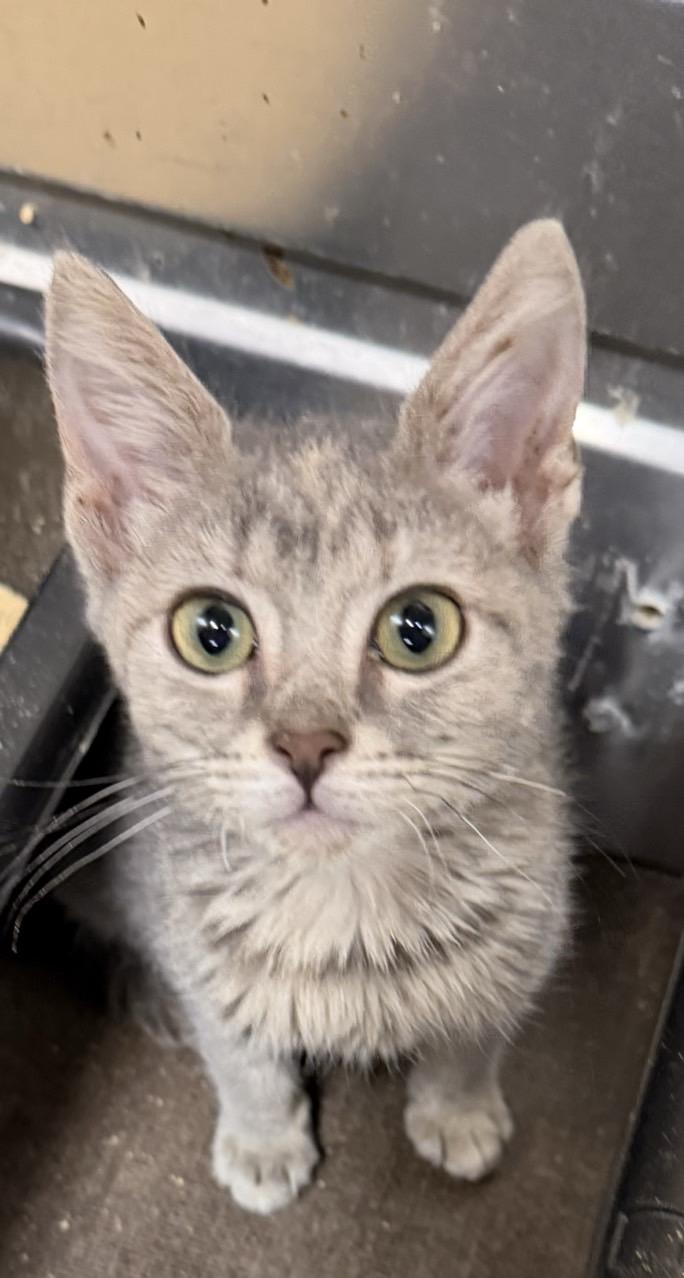 Enlarge Karma , an adopted Tabby in Mira Loma, CA image 3/3