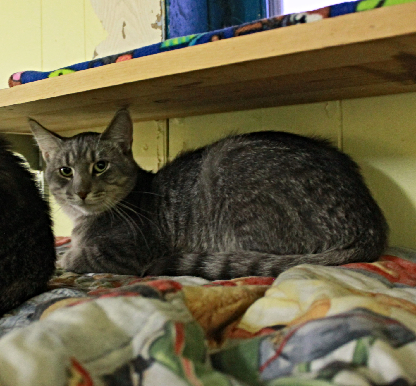 Milan, Adoptable, Young Male Domestic Short Hair.