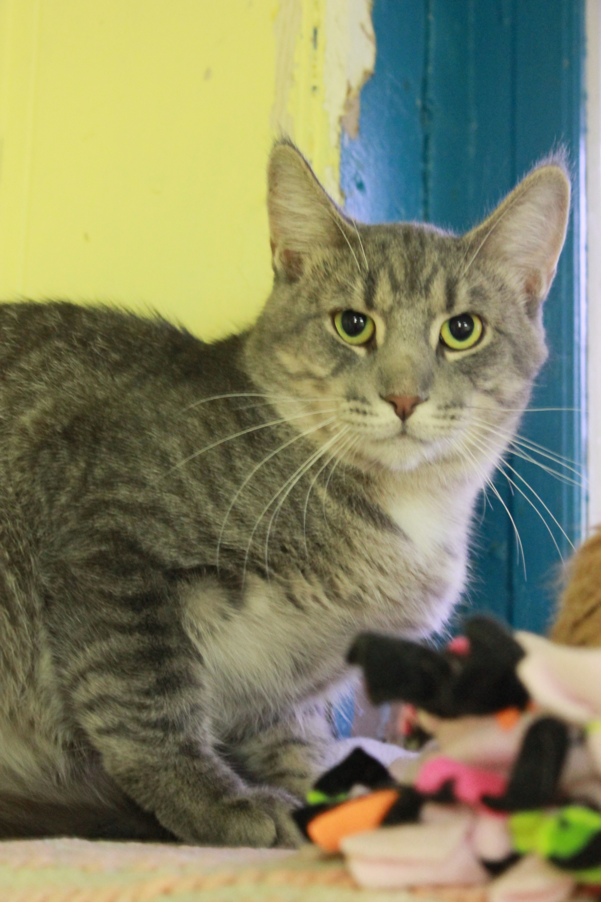 Milan, a Adoptable Domestic Short Hair in New Richmond, WI image 2/4