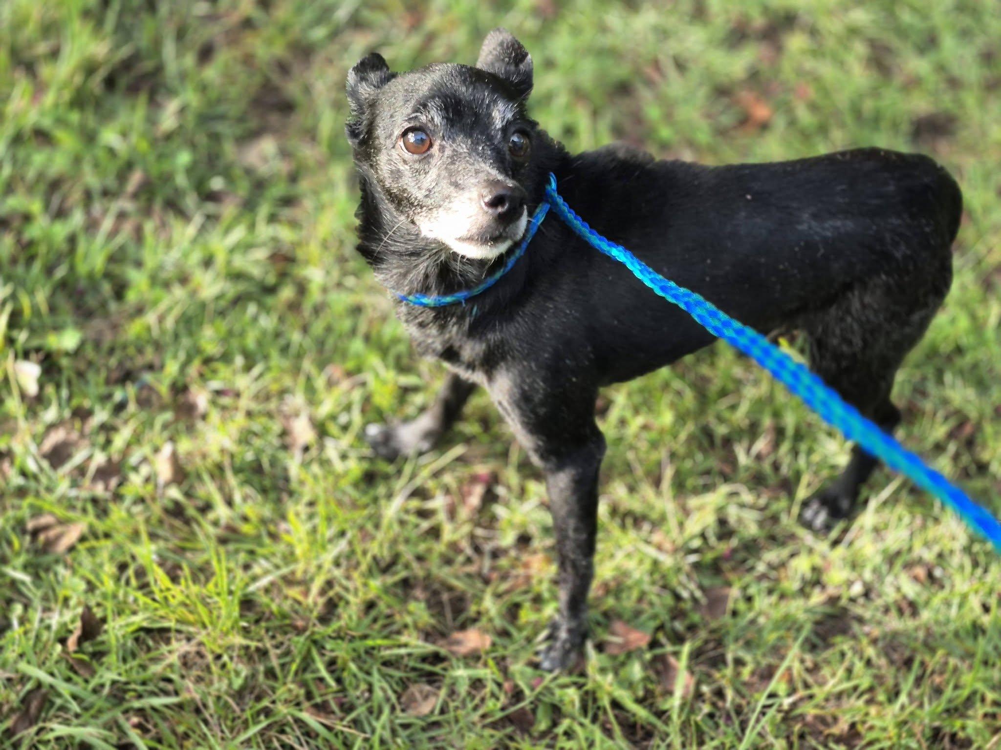 Enlarge Eeyore, a ADOPTABLE Chihuahua in metairie, LA image 2/3