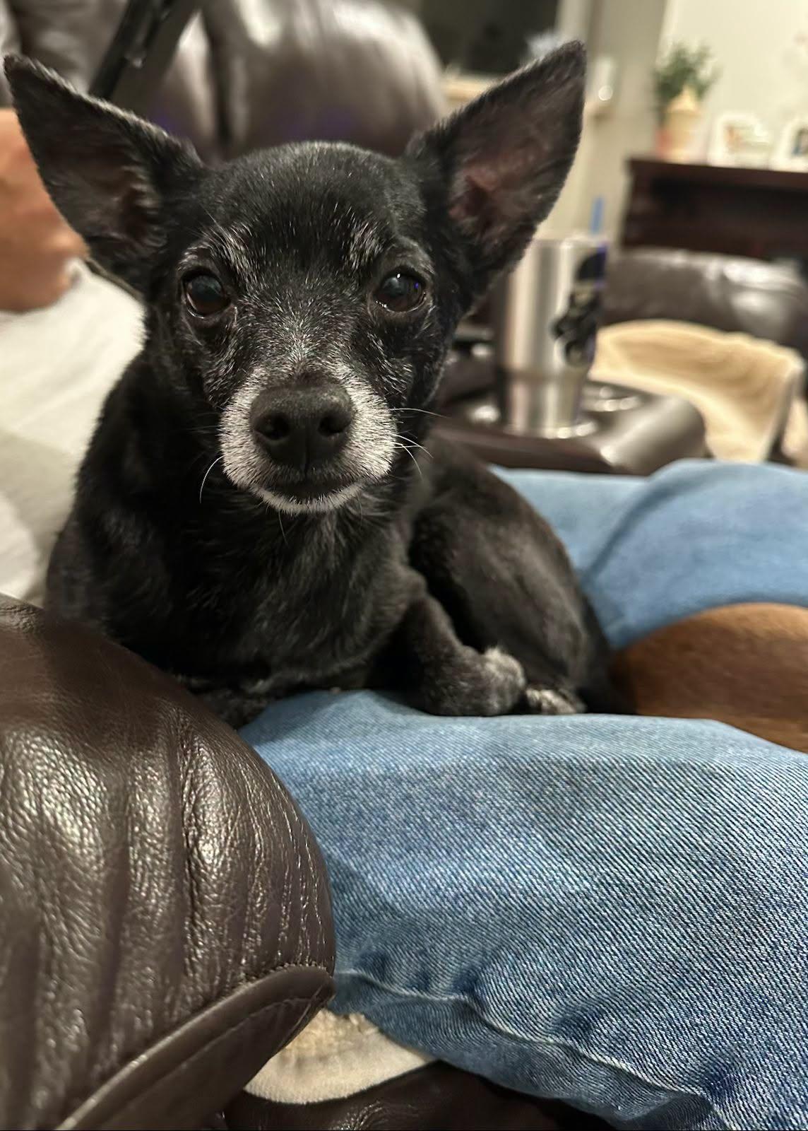Eeyore, ADOPTABLE, Adult Male Chihuahua.