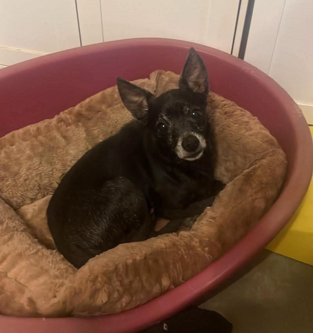 Enlarge Eeyore, a ADOPTABLE Chihuahua in metairie, LA image 3/3