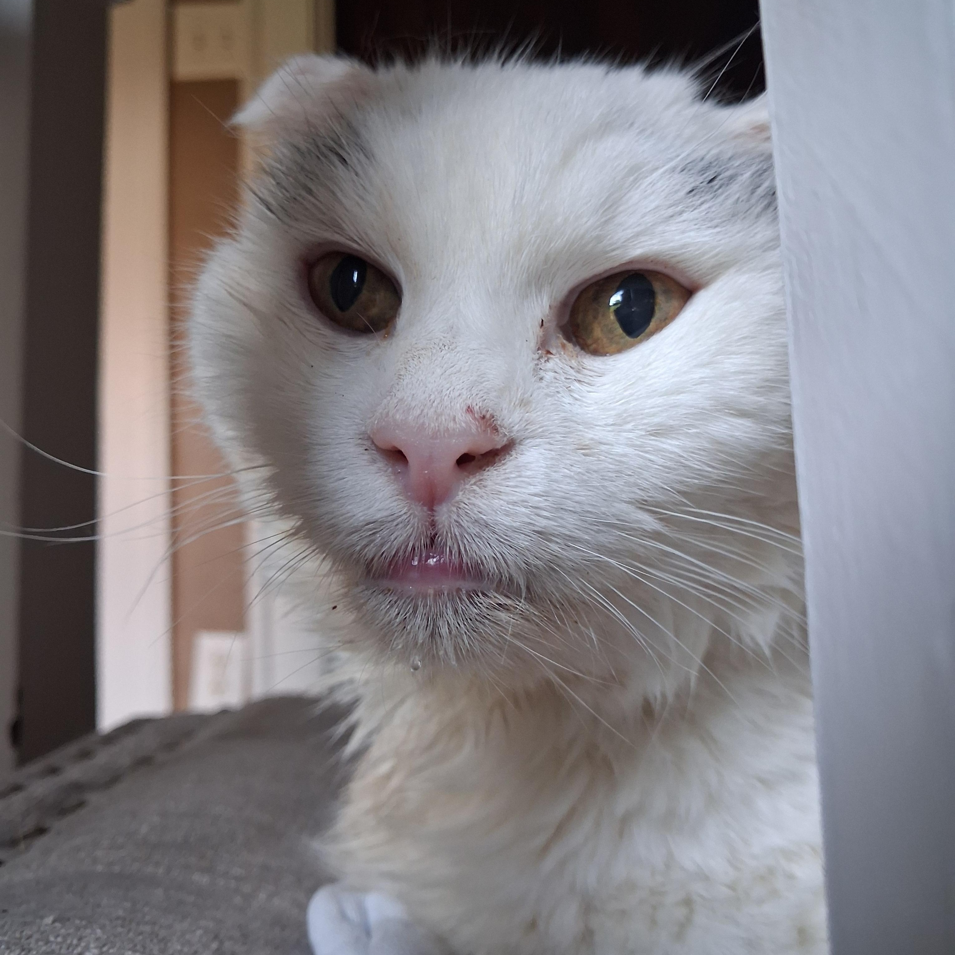 Marilyn, ADOPTABLE, Senior Female Domestic Short Hair.