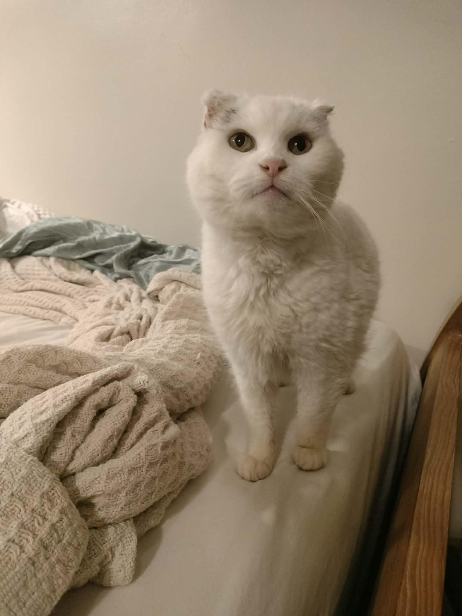 Marilyn, ADOPTABLE, Senior Female Domestic Short Hair.