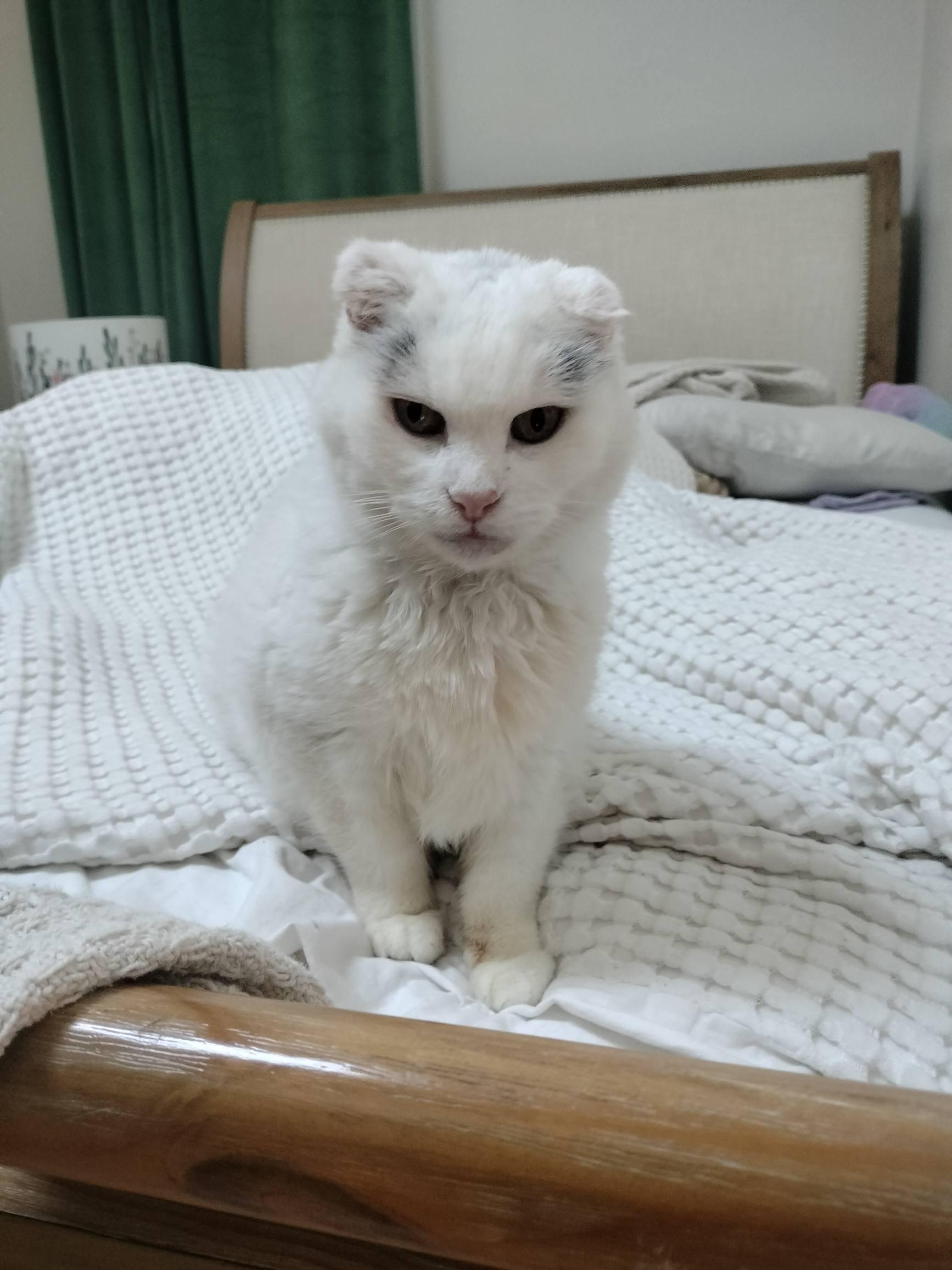 Enlarge Marilyn, a ADOPTABLE Domestic Short Hair in Pittsburgh, PA image 3/6