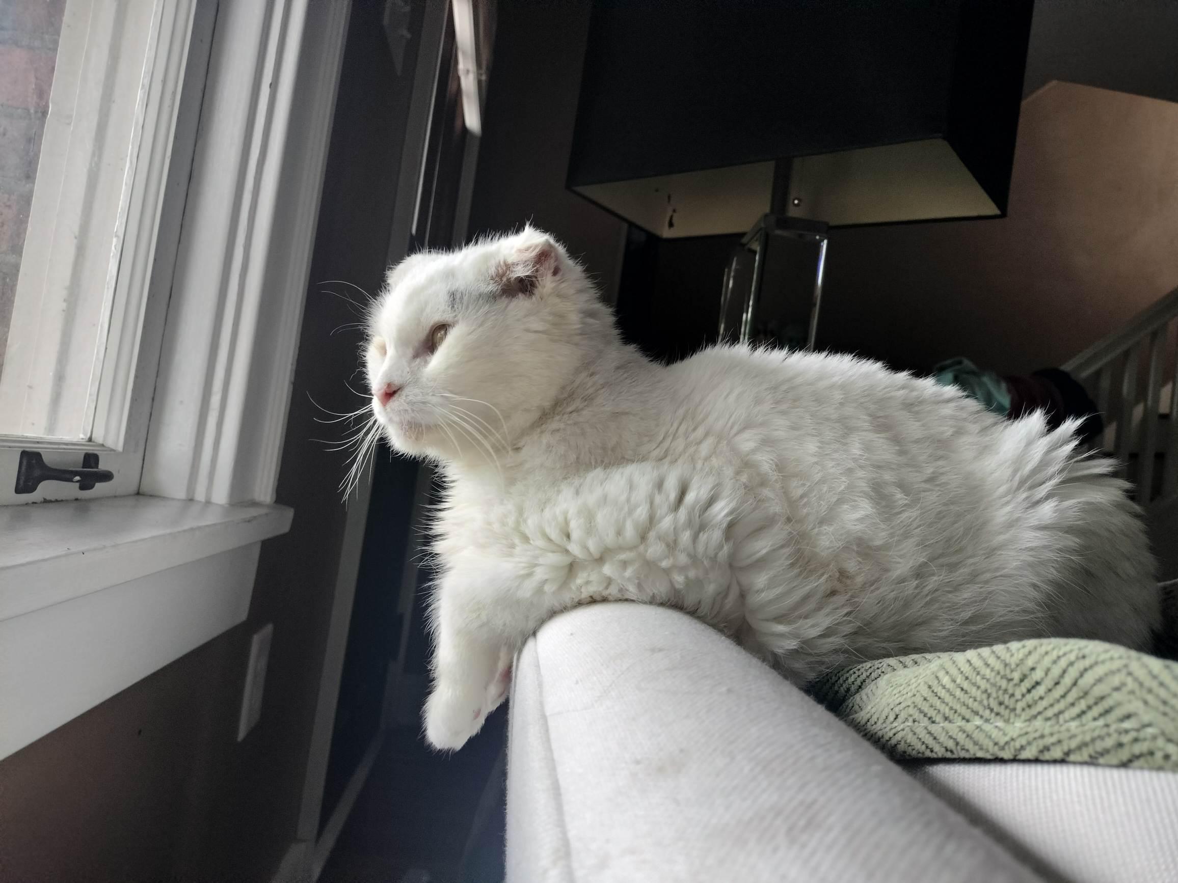 Enlarge Marilyn, a ADOPTABLE Domestic Short Hair in Pittsburgh, PA image 6/6