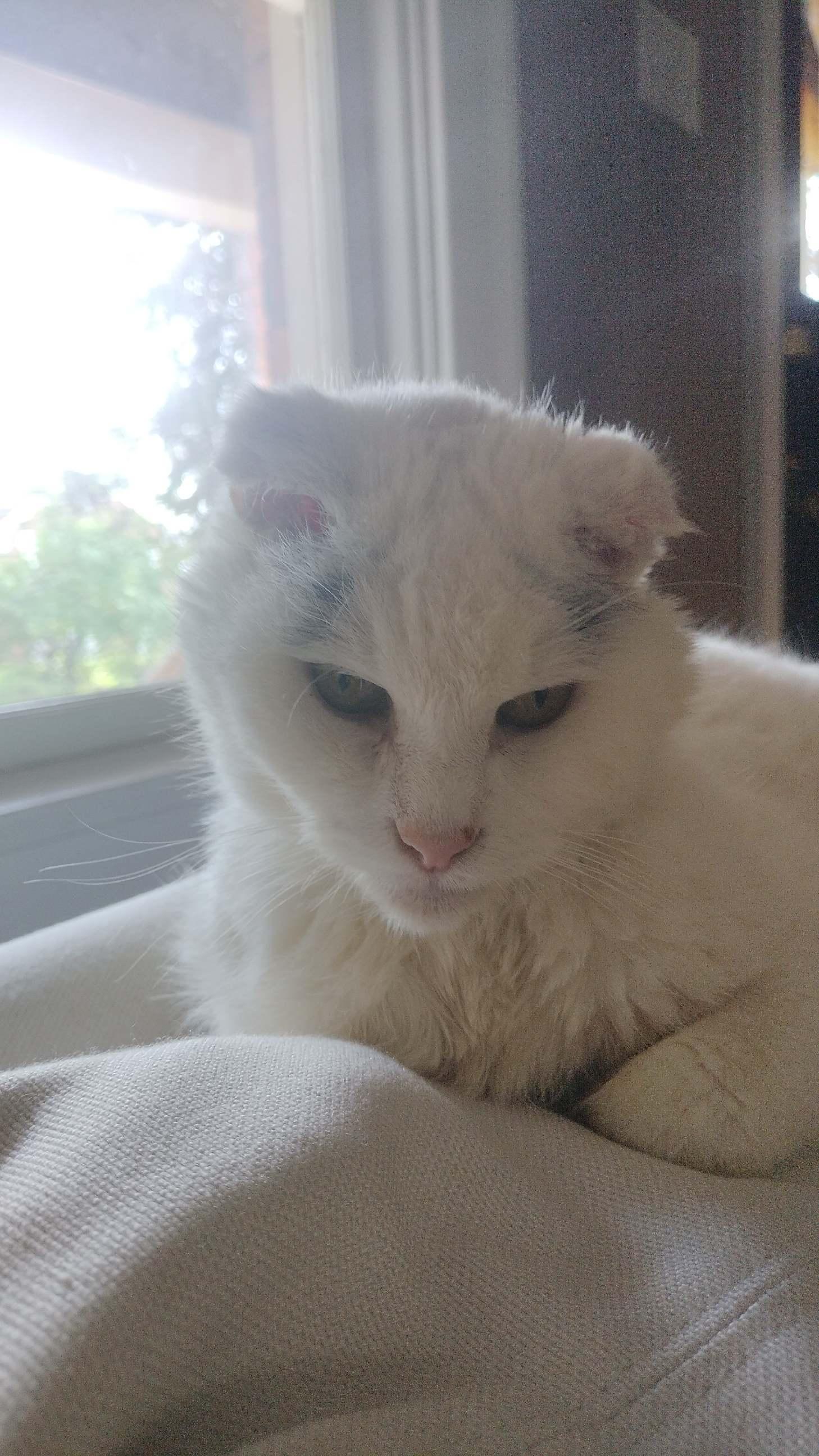 Enlarge Marilyn, a ADOPTABLE Domestic Short Hair in Pittsburgh, PA image 4/6