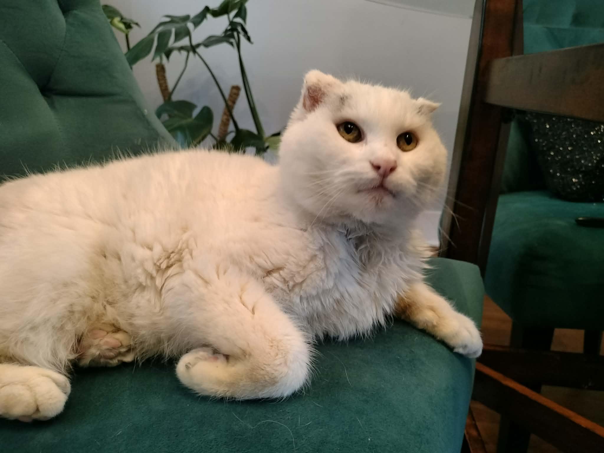 Enlarge Marilyn, a ADOPTABLE Domestic Short Hair in Pittsburgh, PA image 5/6