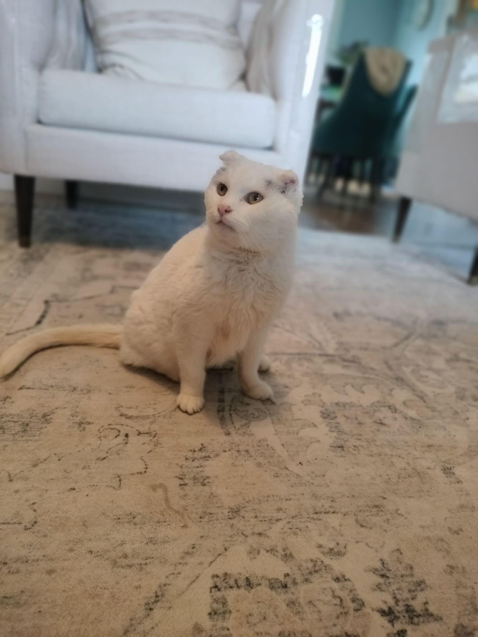 Enlarge Marilyn, a ADOPTABLE Domestic Short Hair in Pittsburgh, PA image 2/6