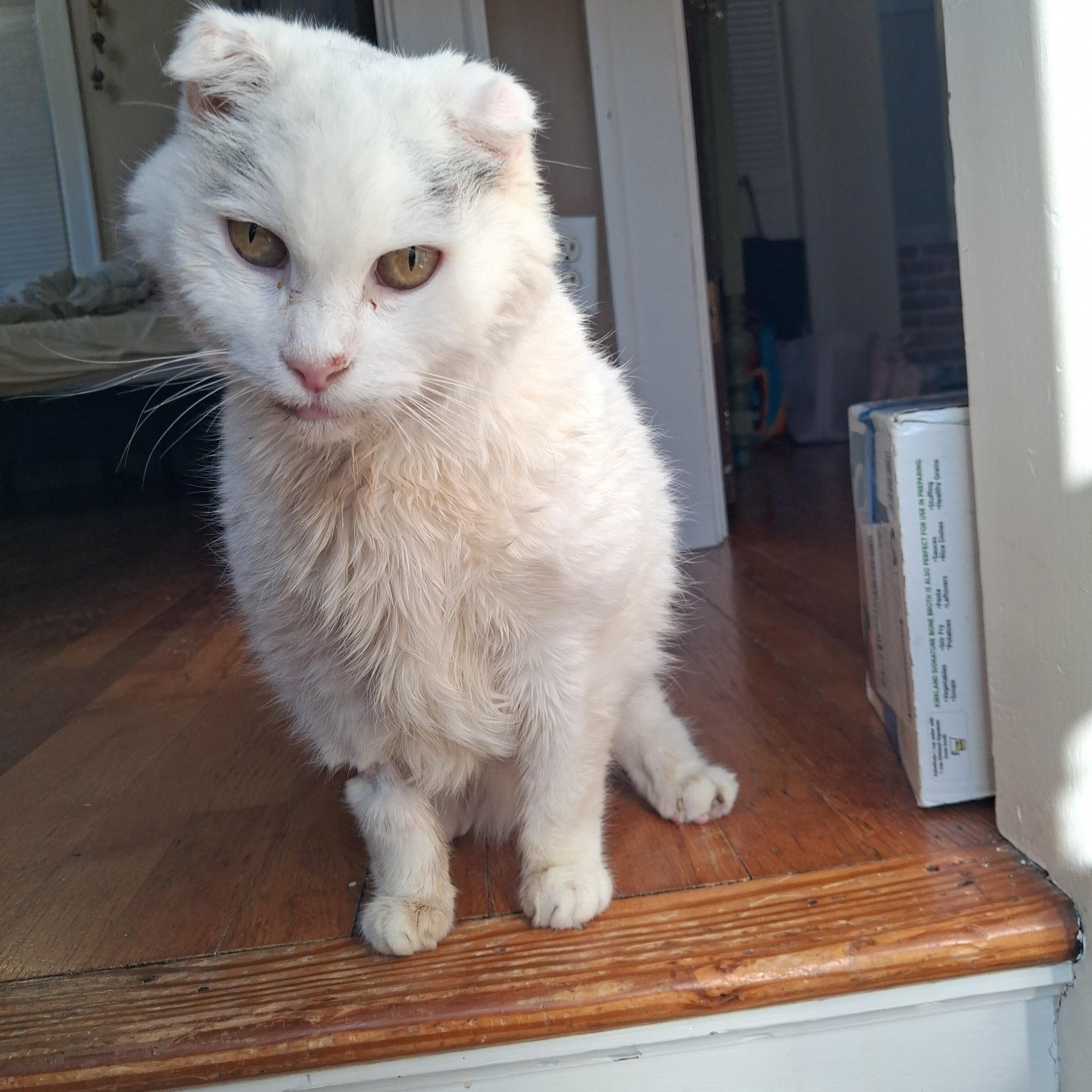 Enlarge Marilyn, a ADOPTABLE Domestic Short Hair in Pittsburgh, PA image 6/6