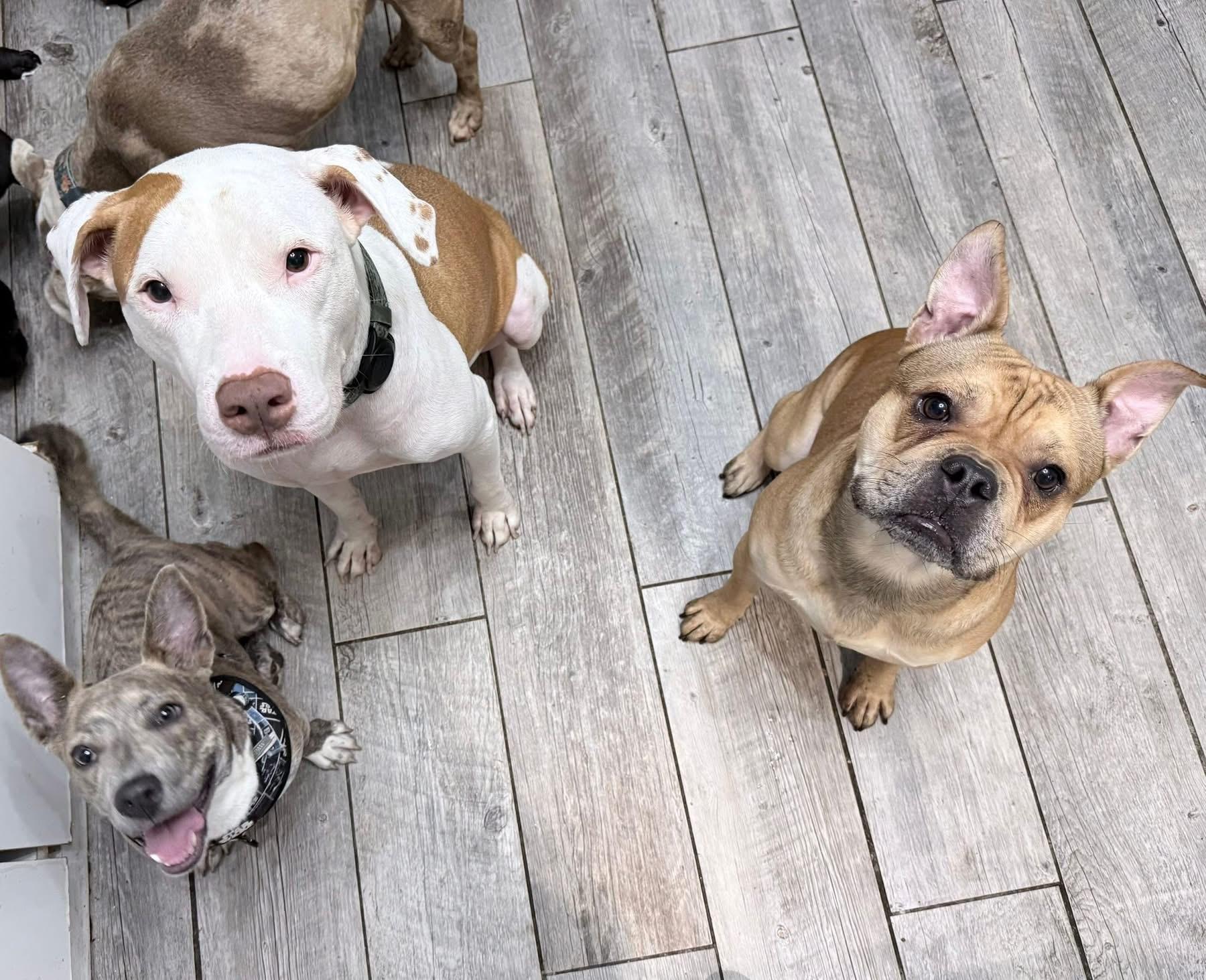 Enlarge Theodore, a Adoptable mixed breed in Lutz, FL image 2/4