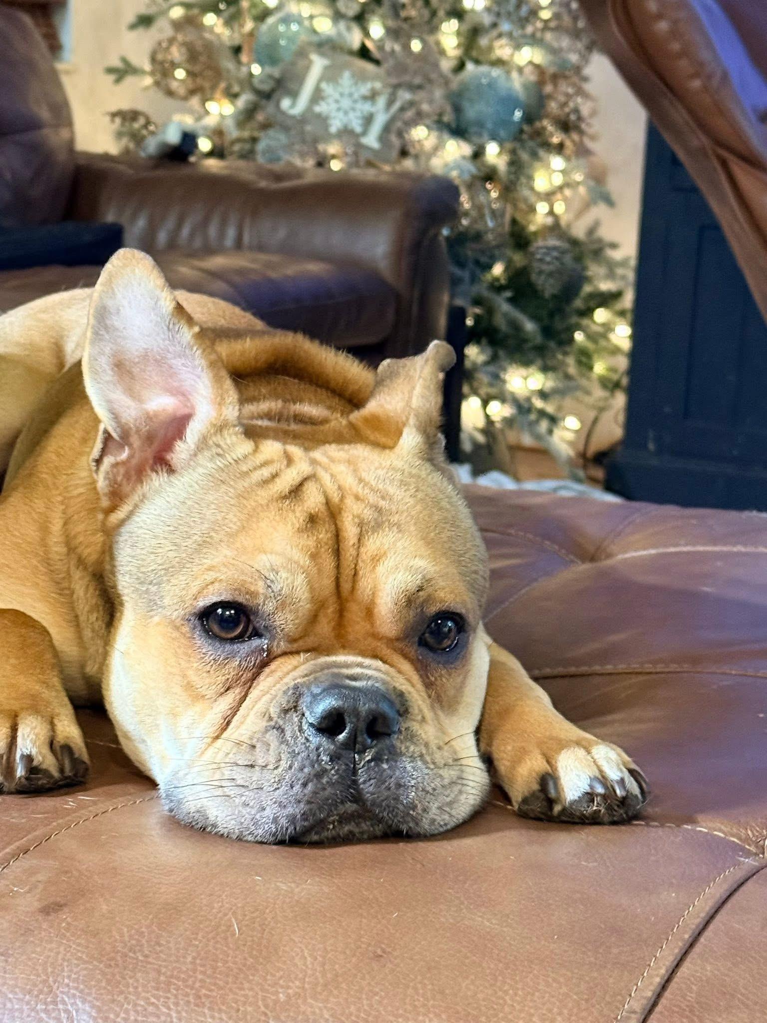 Enlarge Theodore, a Adoptable mixed breed in Lutz, FL image 3/4